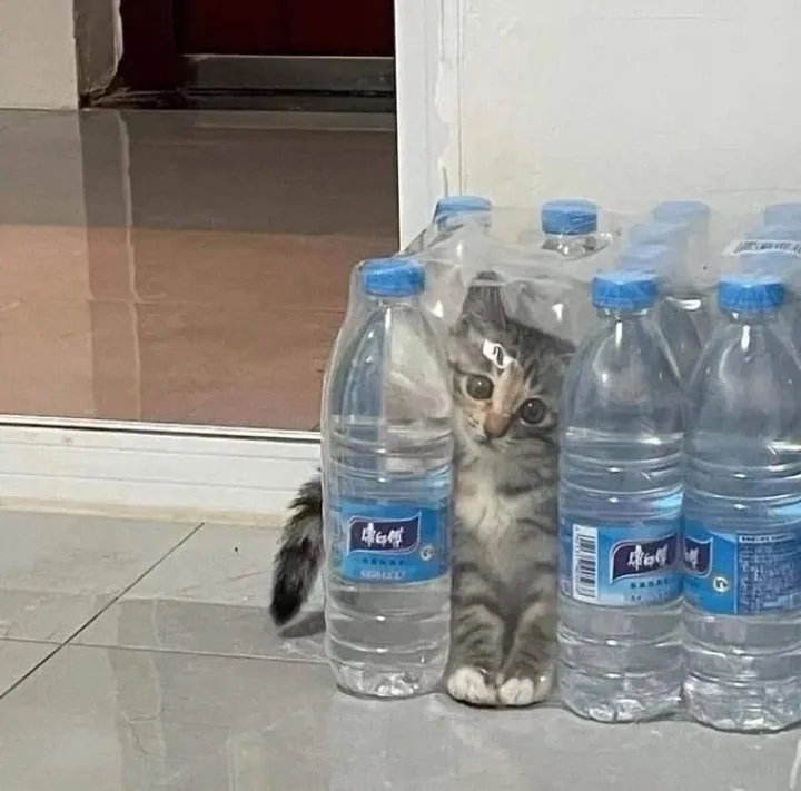 Кошичкина полиция