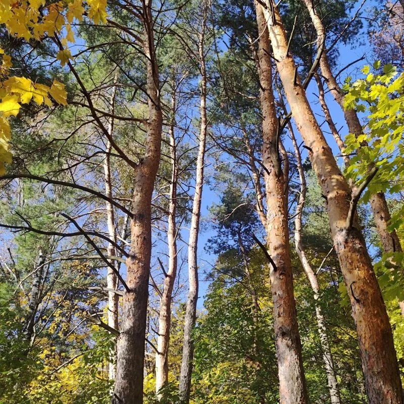 Чайная беседка