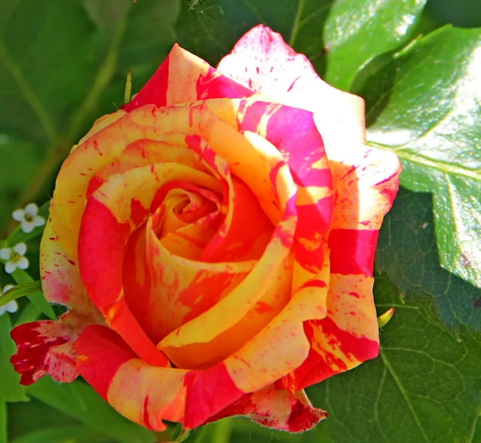 Чайная беседка