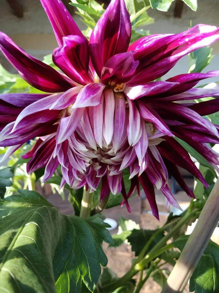 Чайная беседка