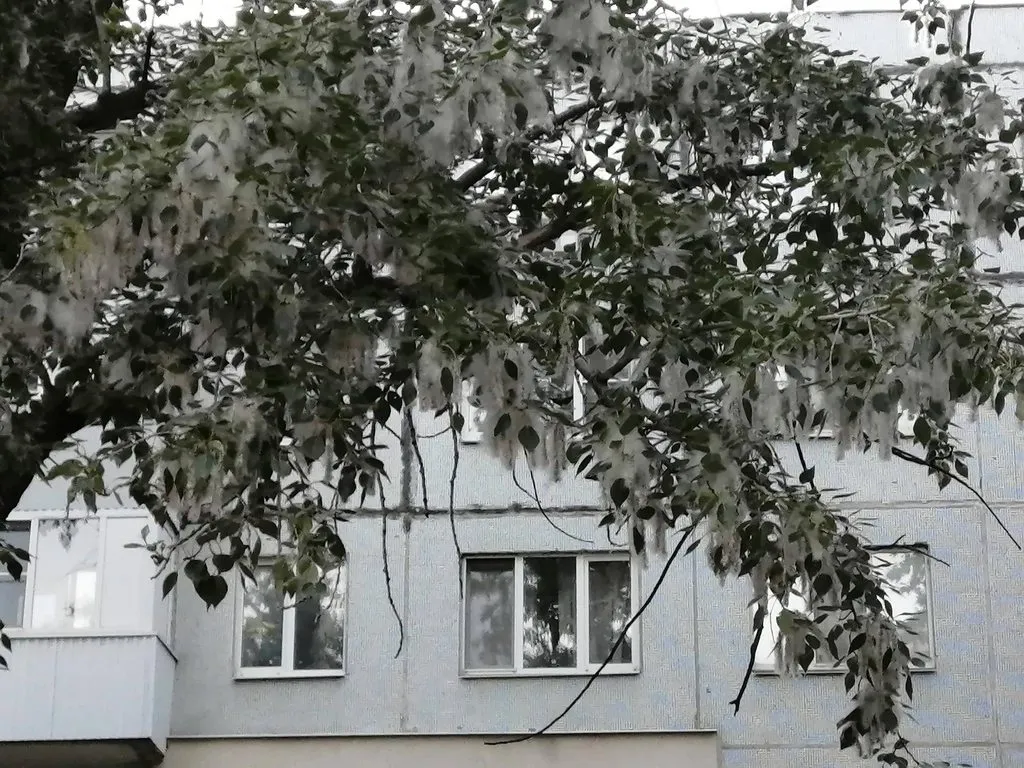 Чайная беседка