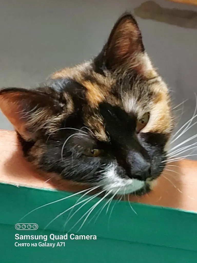 Tapтaлeтки & Ко