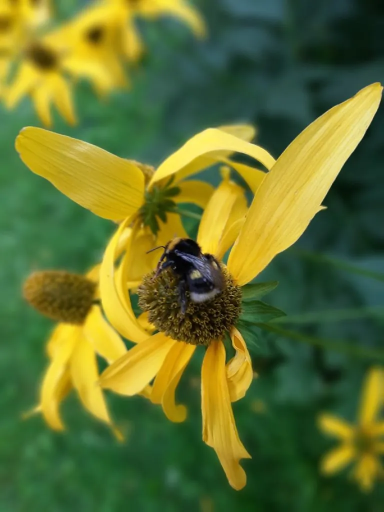 Кафе «У пани Сони»