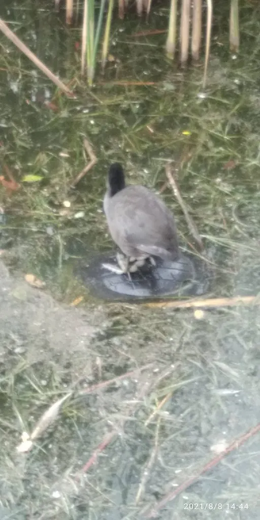 Tapтaлeтки & Ко