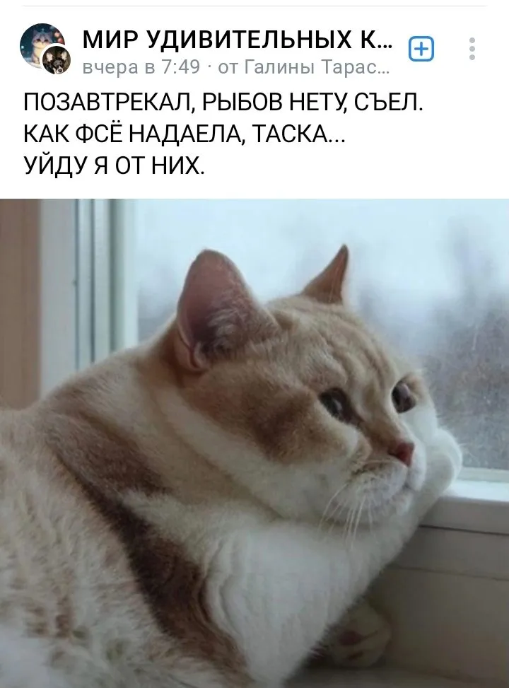 Кошичкина полиция