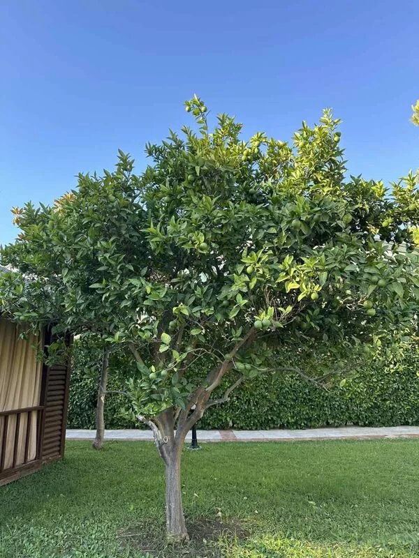 Фотонастроение