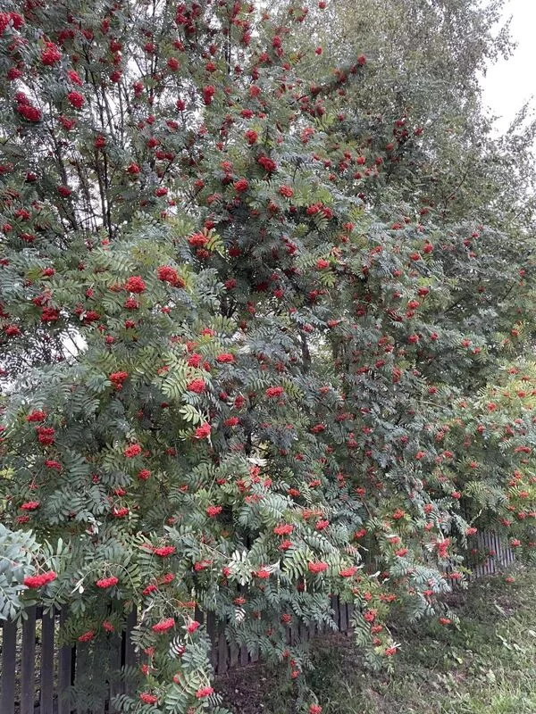 Чайная беседка