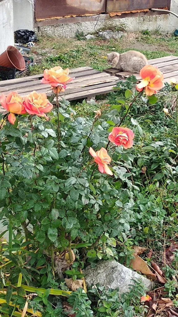 Чайная беседка