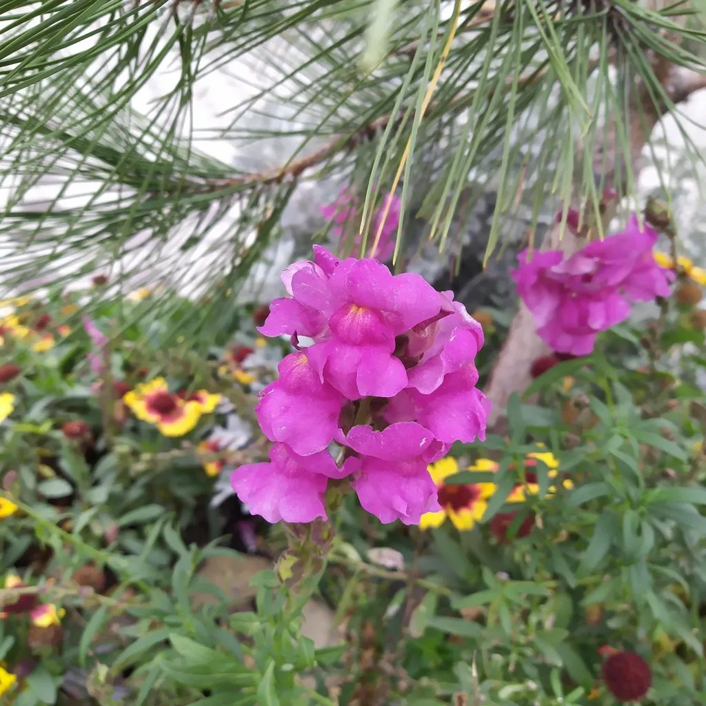 Чайная беседка