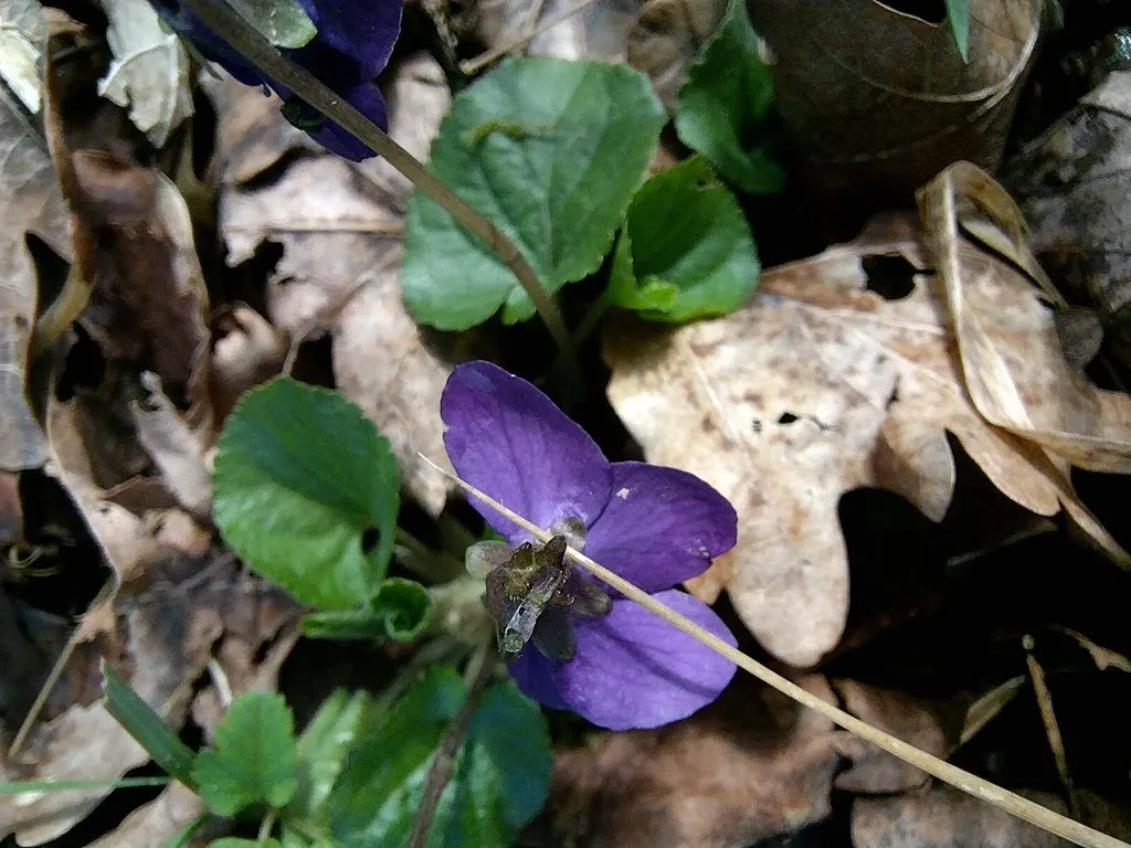 Чайная беседка