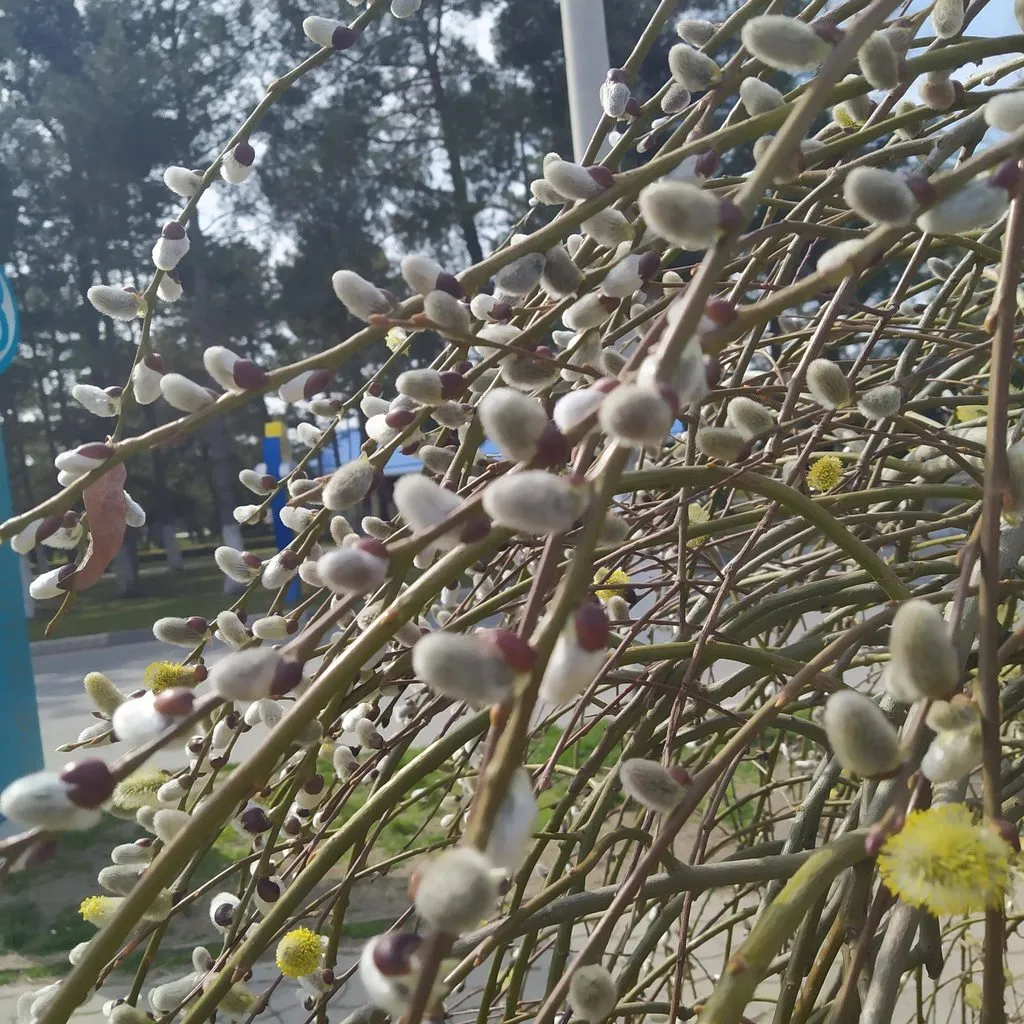 Чайная беседка