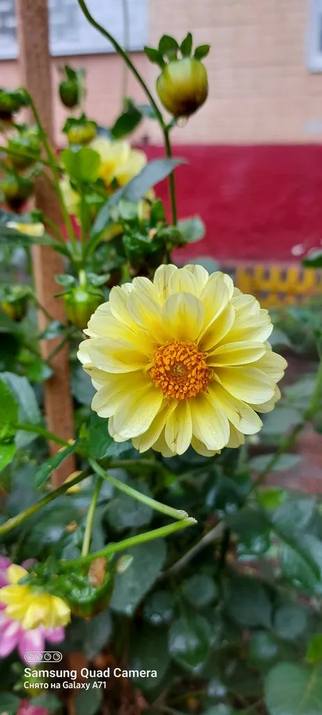 Чайная беседка