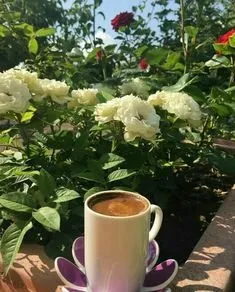 Tapтaлeтки & Ко