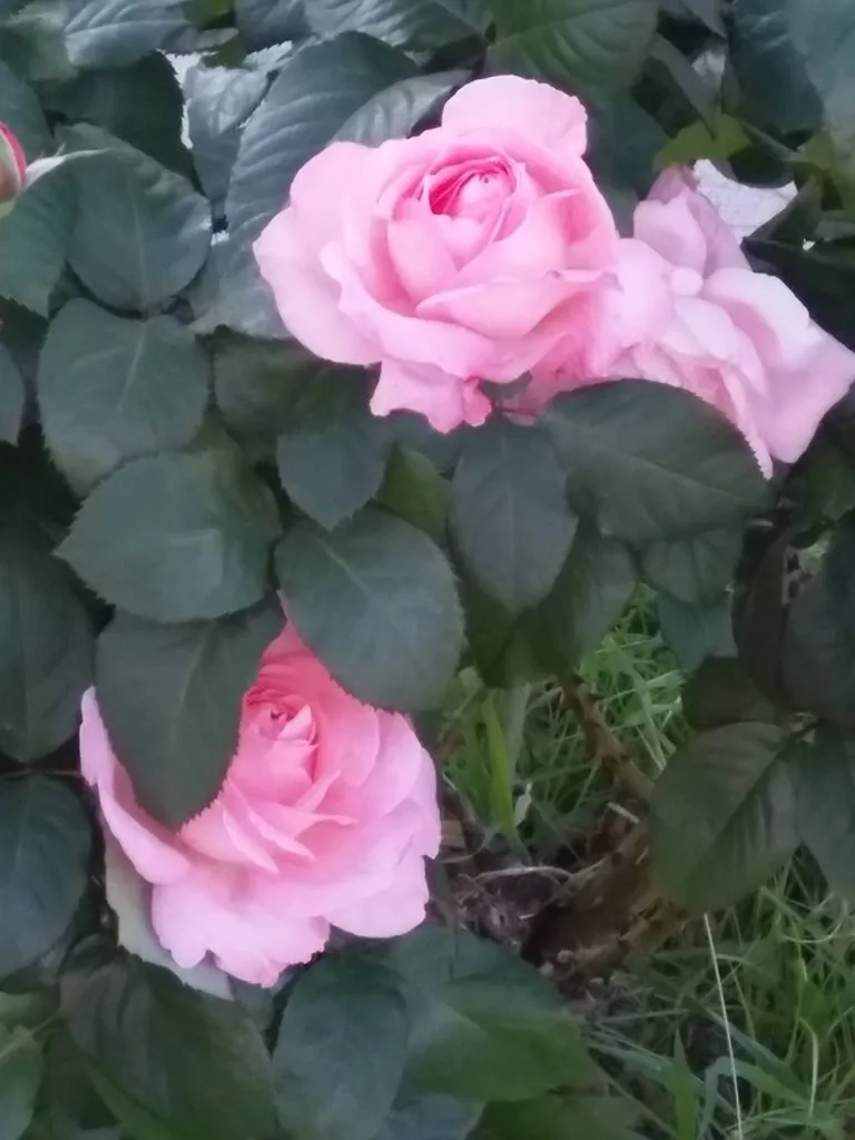 Чайная беседка