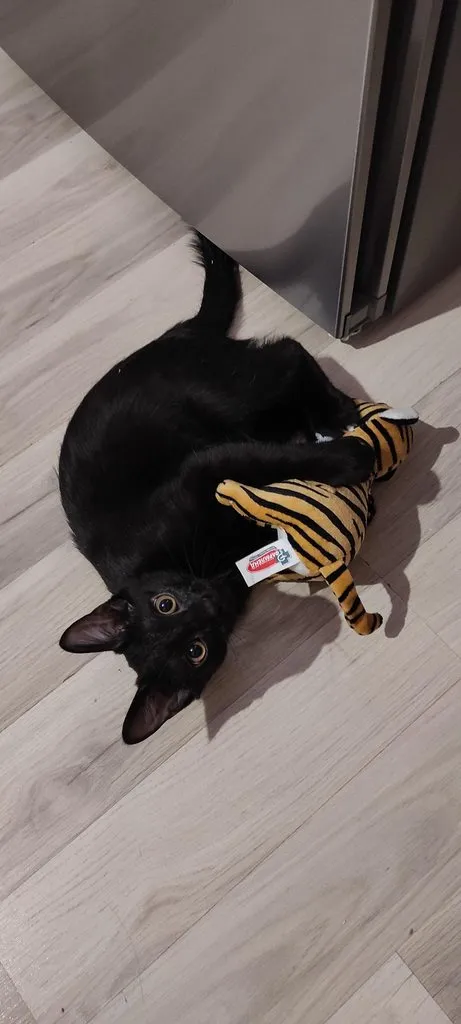 Tapтaлeтки & Ко