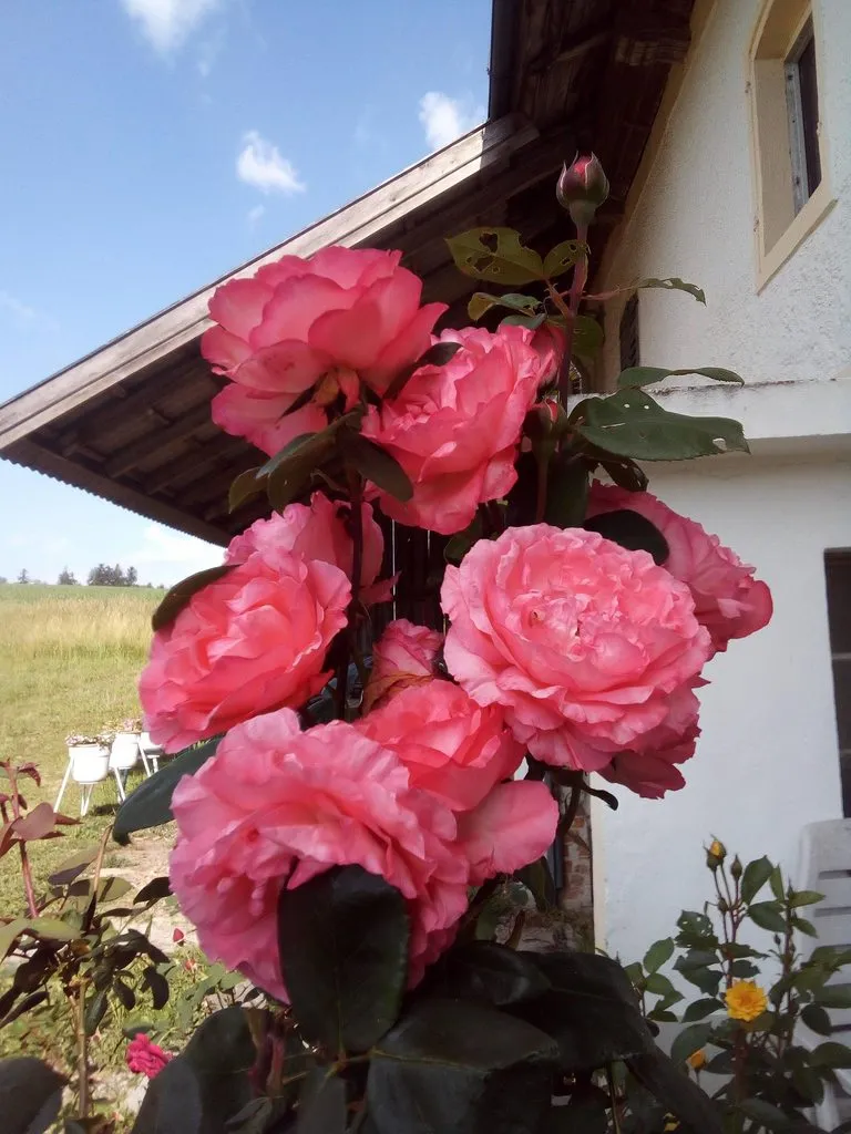 Чайная беседка