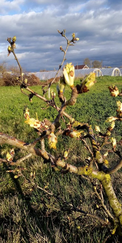 Чайная беседка