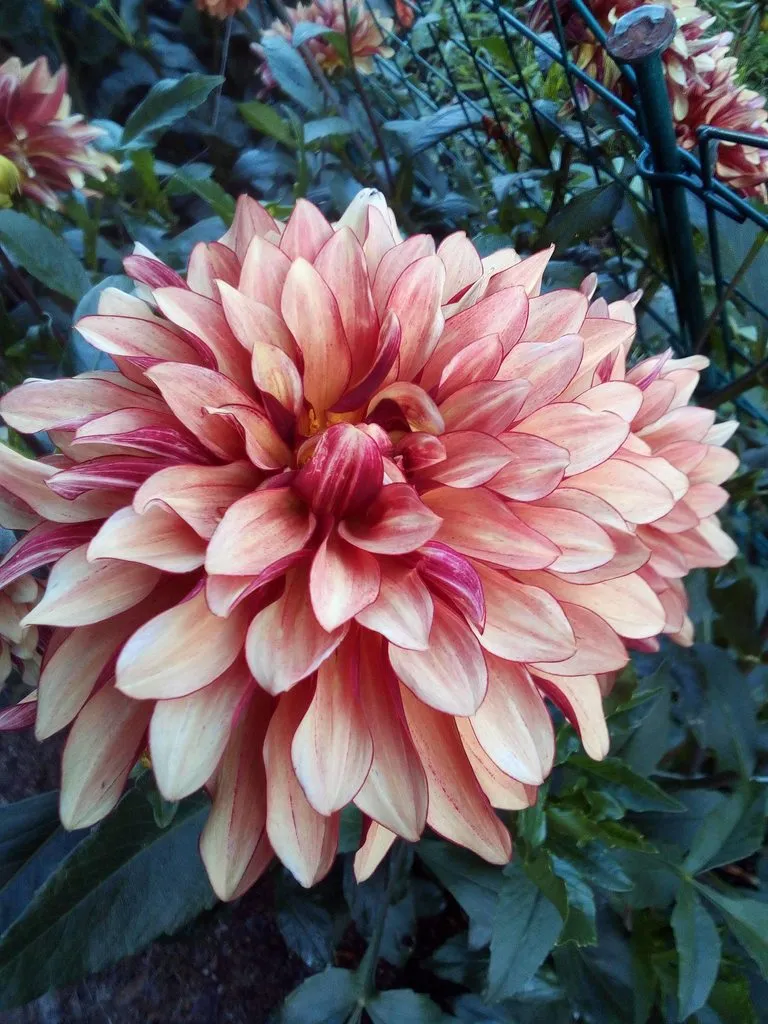 Чайная беседка