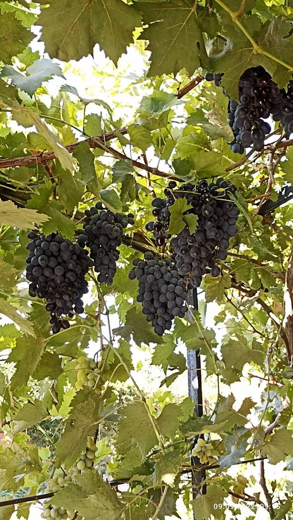 Чайная беседка