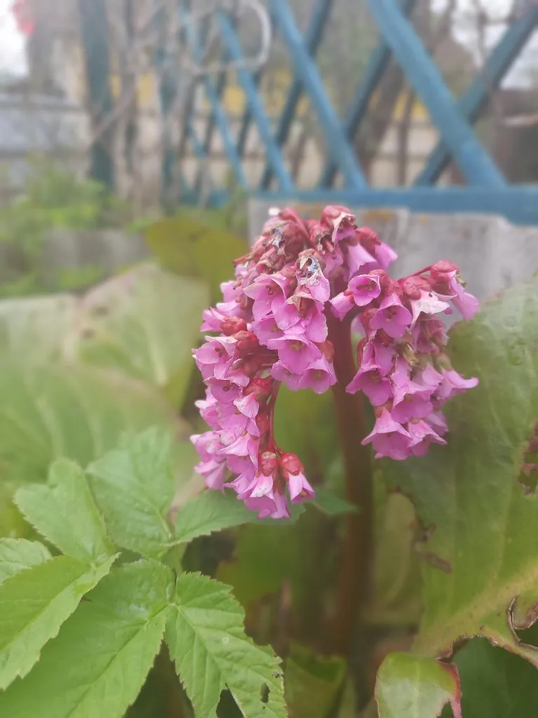 Кафе «У пани Сони»
