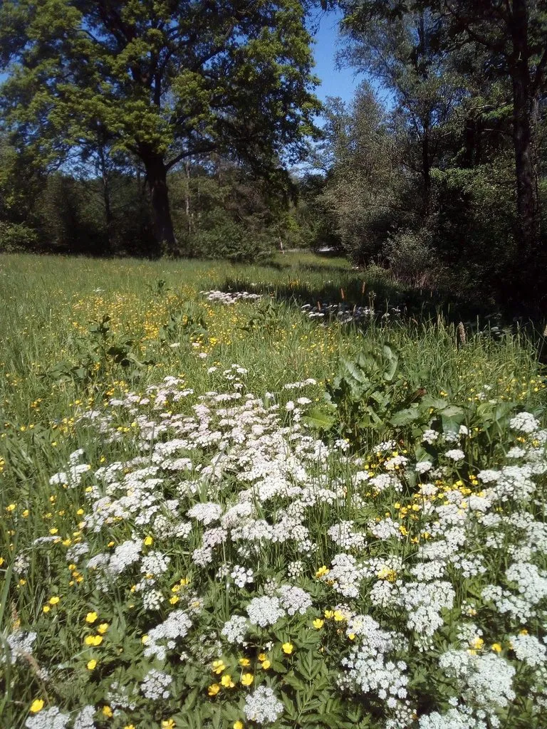 Чайная беседка