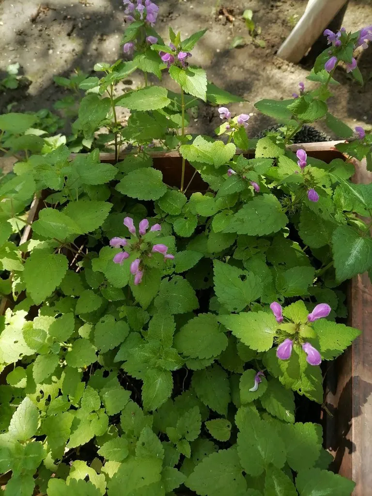 Чайная беседка