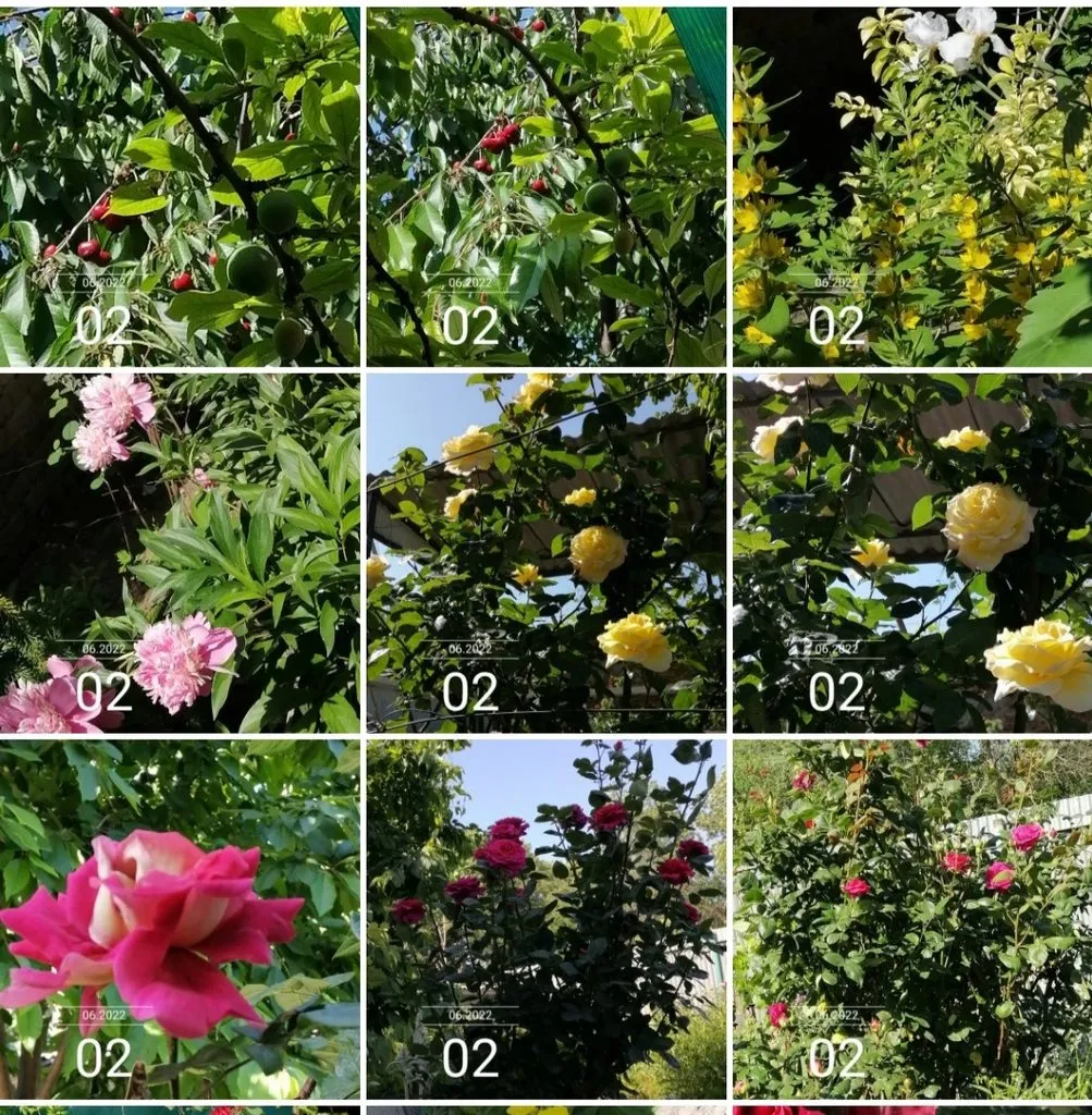 Чайная беседка