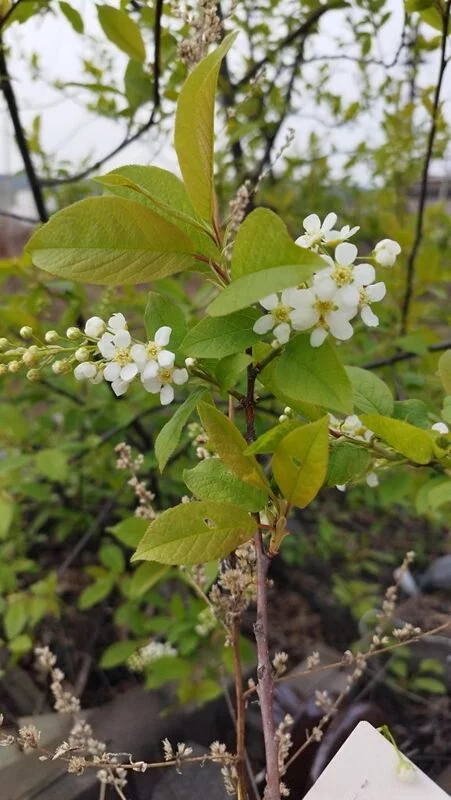 Чайная беседка