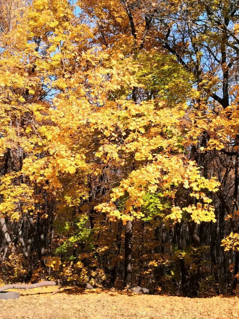 Чайная беседка