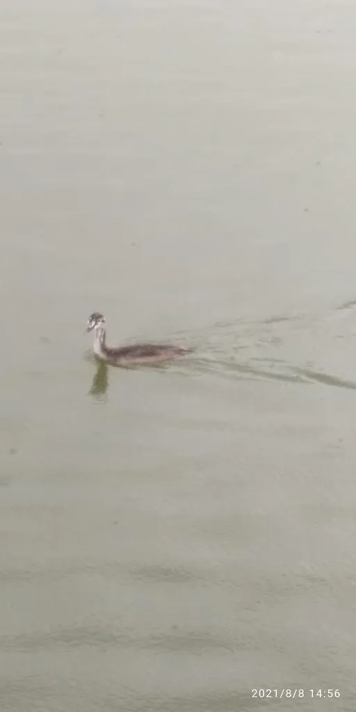 Tapтaлeтки & Ко