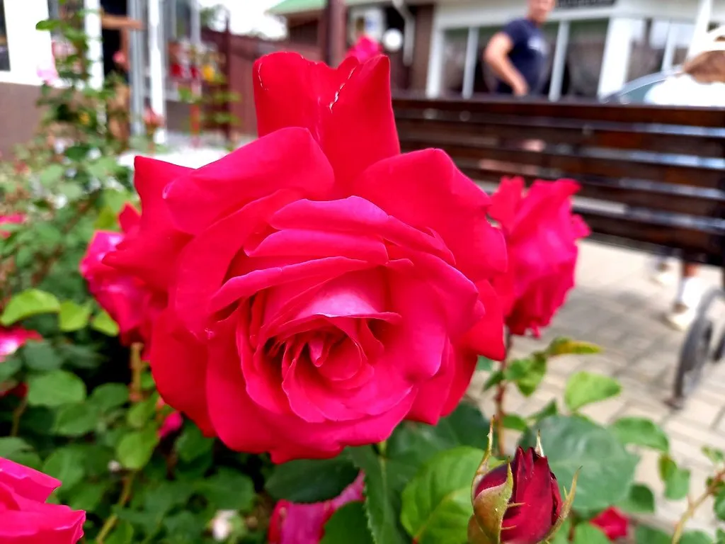 Чайная беседка