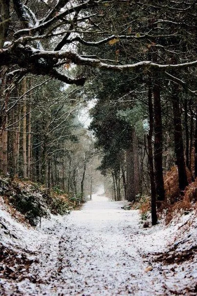 Любимые стихи