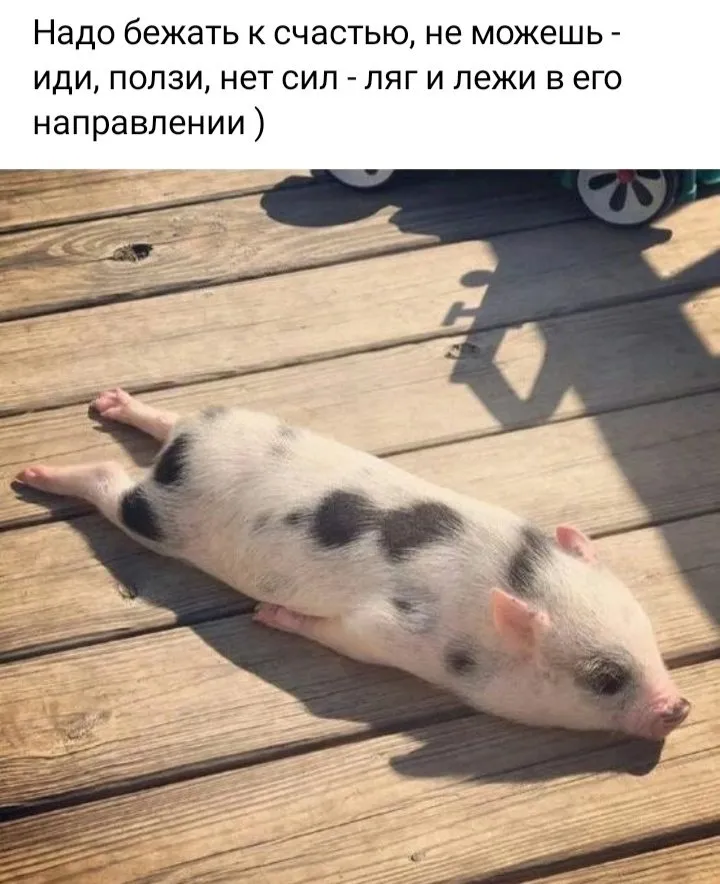 Позитивчик (фото, видео, рассказы для хорошего настроения)