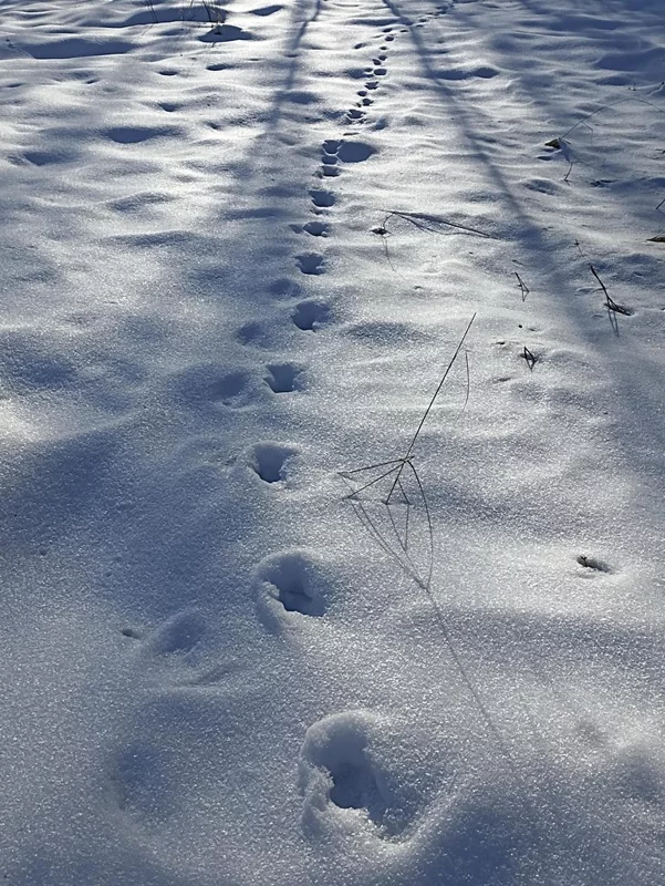 Фотонастроение