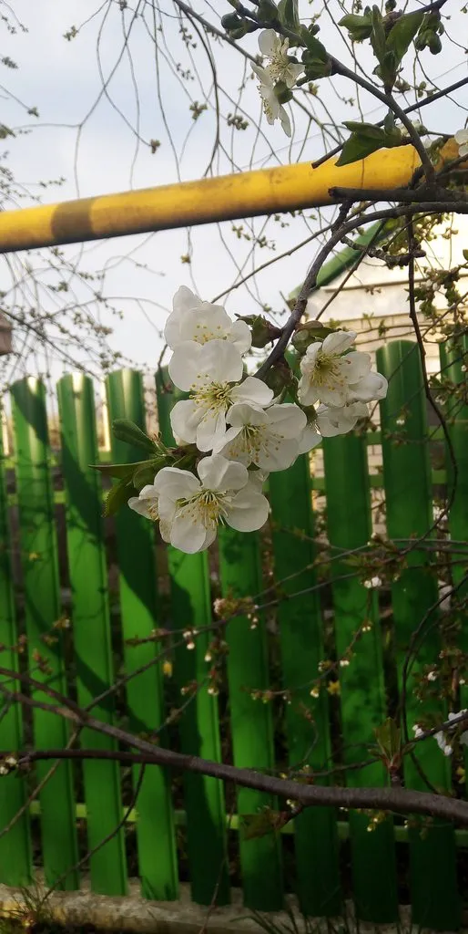 Чайная беседка