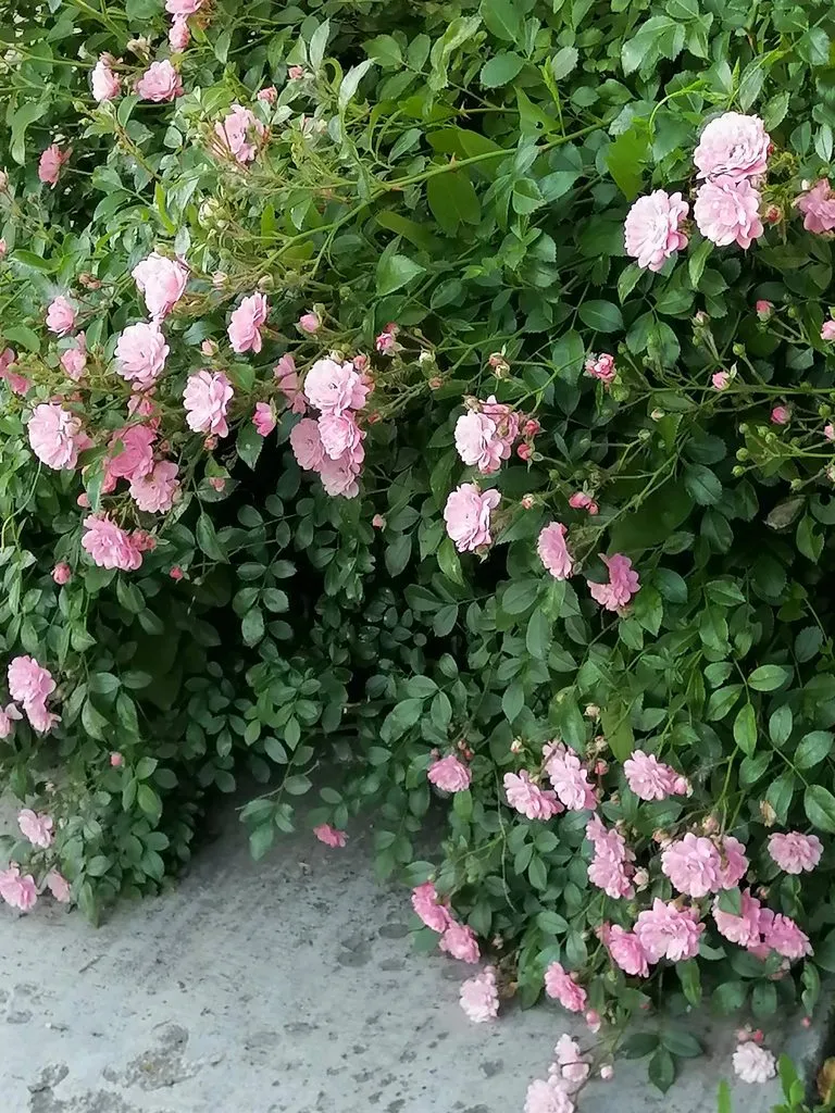 Чайная беседка