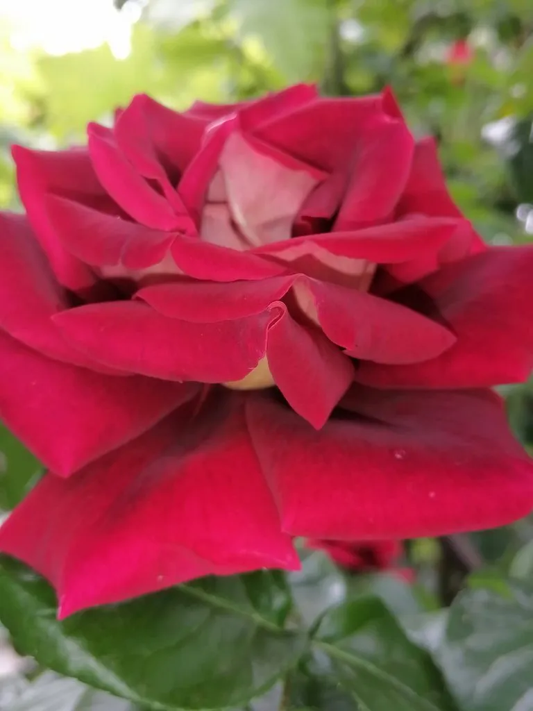 Чайная беседка