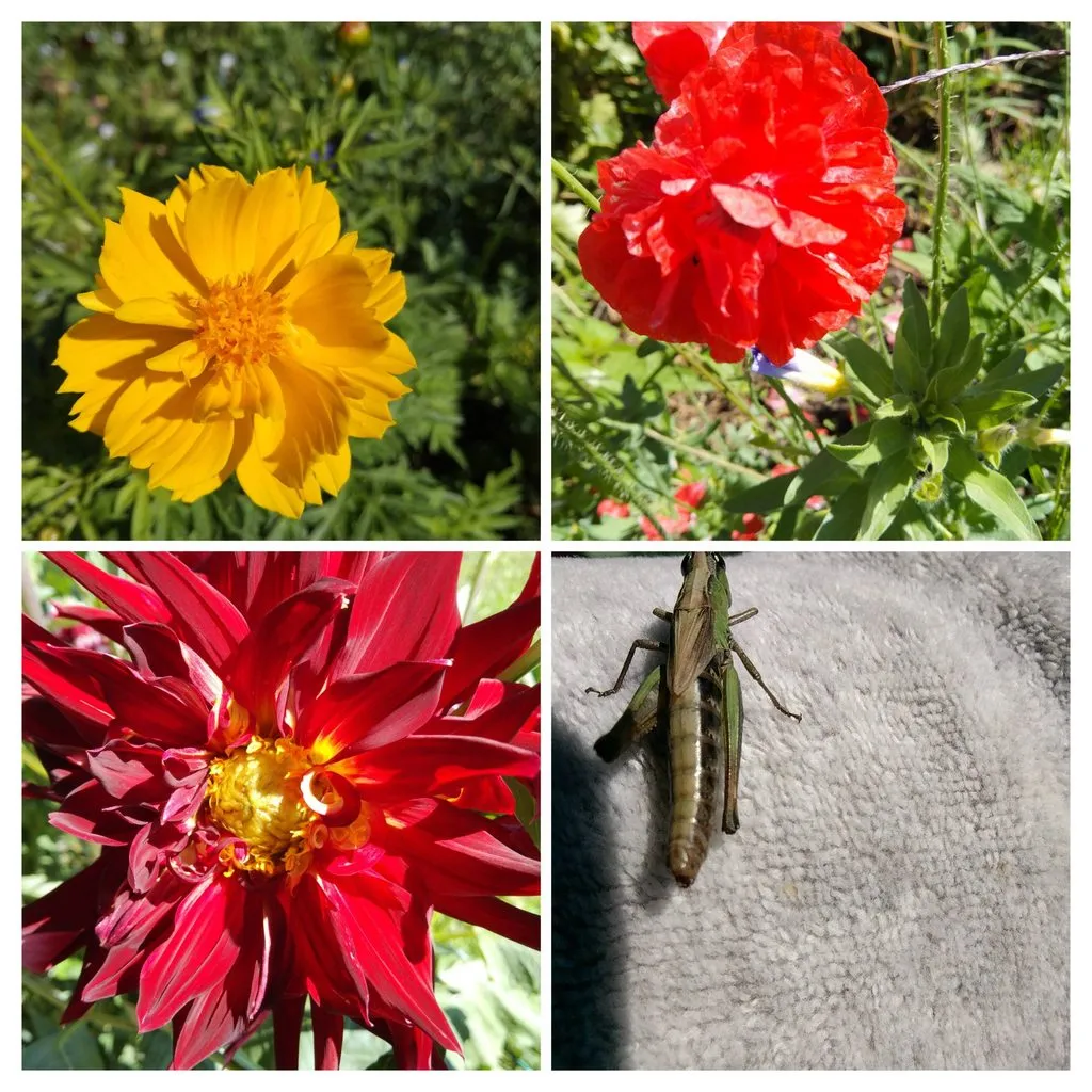 Чайная беседка