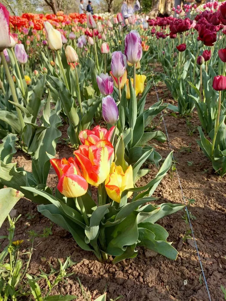 Чайная беседка