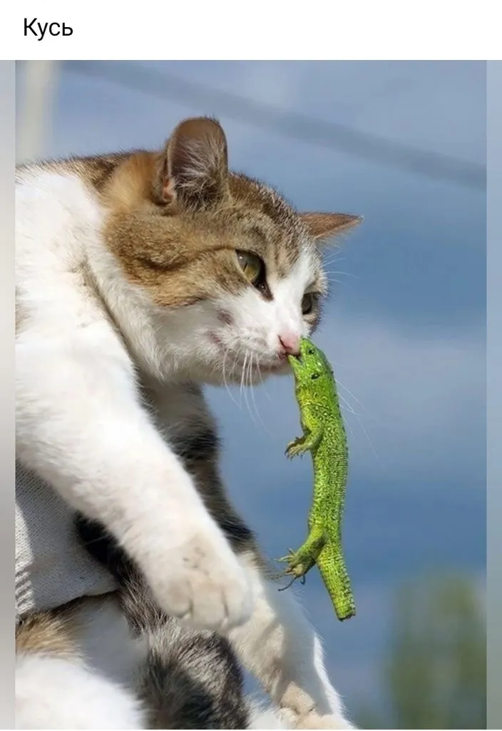 Кошичкина полиция