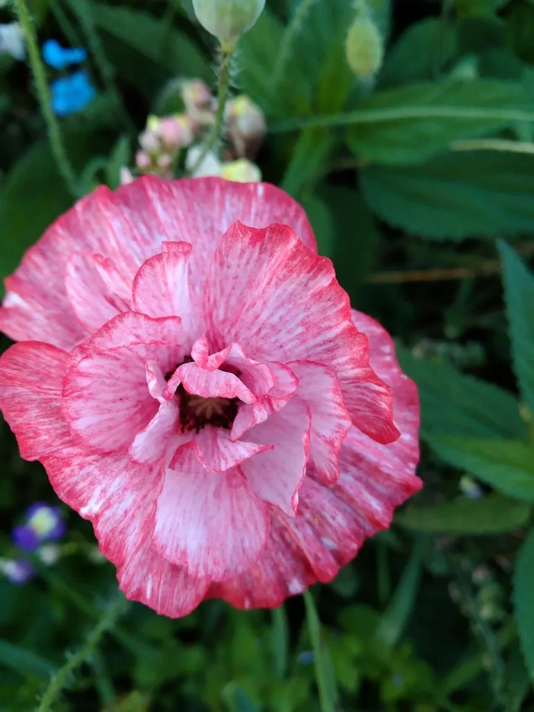 Чайная беседка