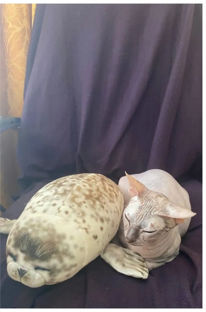 Кошичкина полиция
