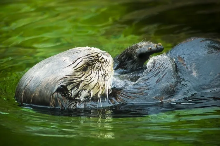 Как мускулы морской выдры позволяют вести холодную водную жизнь