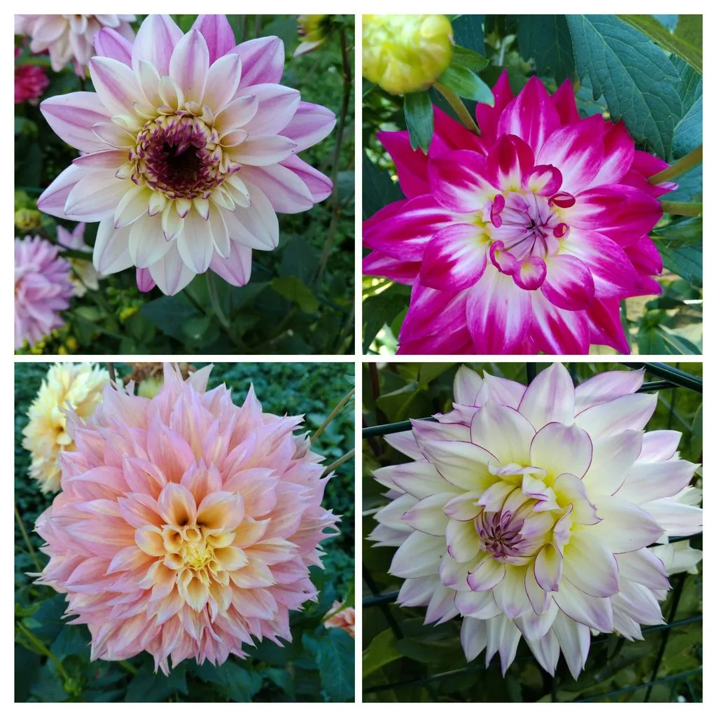 Чайная беседка