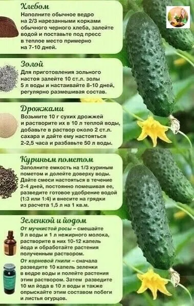 Сажаем, растим, собираем урожай…
