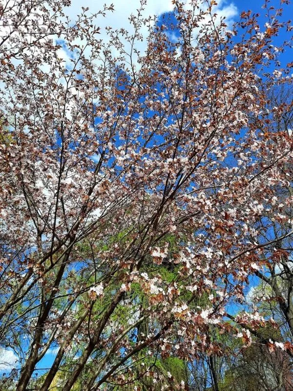 Чайная беседка