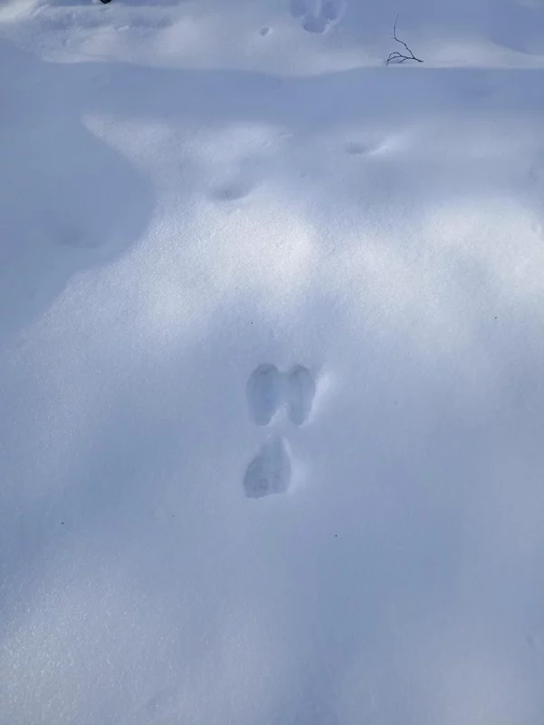 Фотонастроение