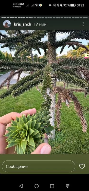 Чайная беседка