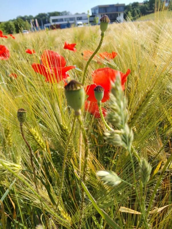 Чайная беседка