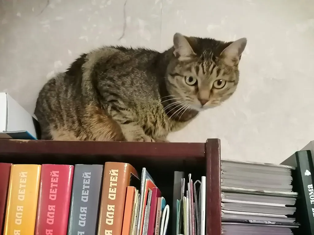 Помогите найти котятам дом!